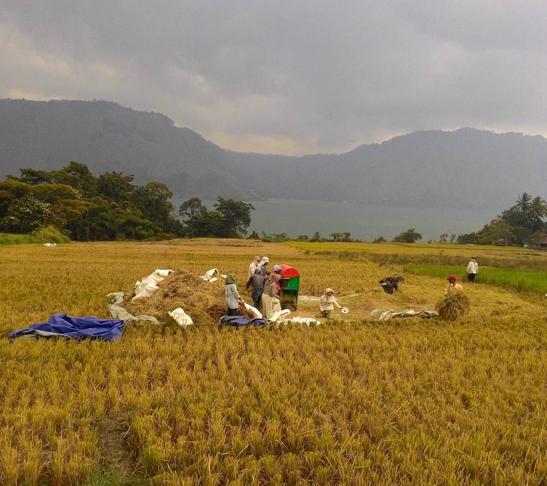 Hasil Panen Desa Kinnepen